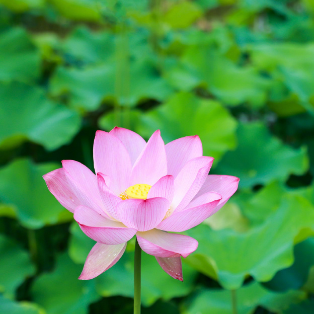 荷花.jpg